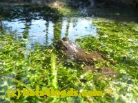 /home//u458753944/public_html/sourcegallery//Frogs/More bullfrogs/P1100101.JPG